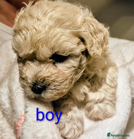 Maltipoo dogs - Advert 4