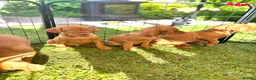 Hungarian Vizsla dogs for sale: KC REGISTERED VIZSLA PUPPIES  in Knutsford - Advert 15