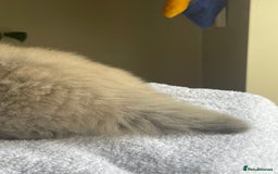 Ragdoll cats for sale: TICA registered pedigree Mink & blue point kittens - Image 30
