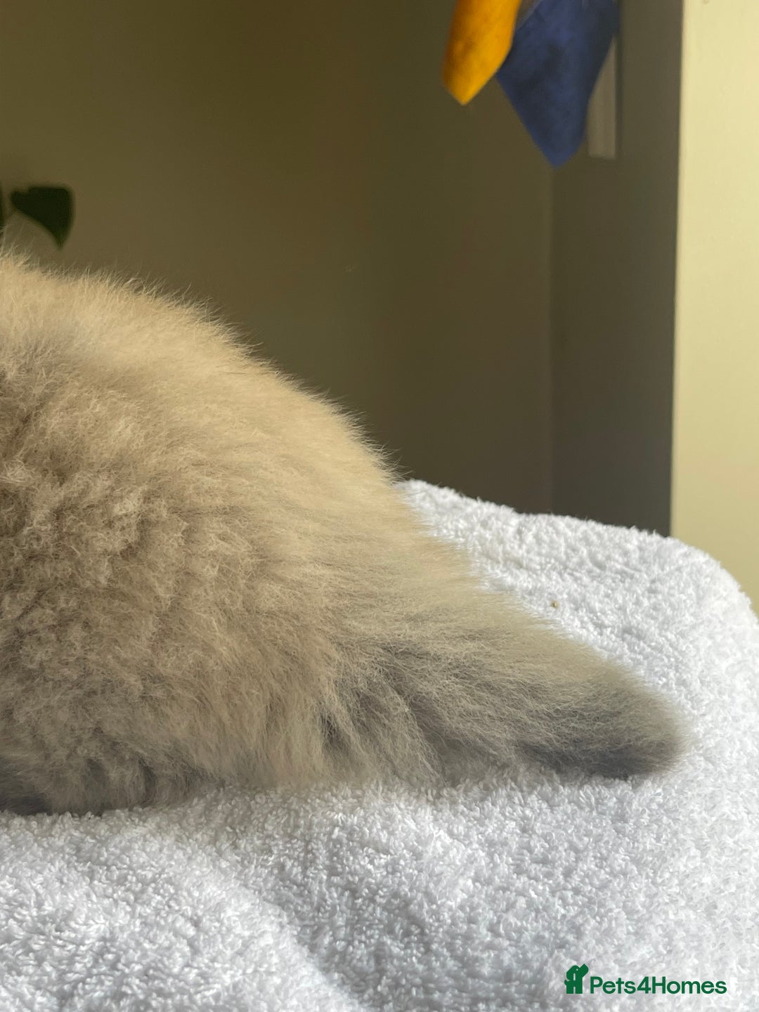 Ragdoll cats for sale: TICA registered pedigree Mink & blue point kittens - Image 30