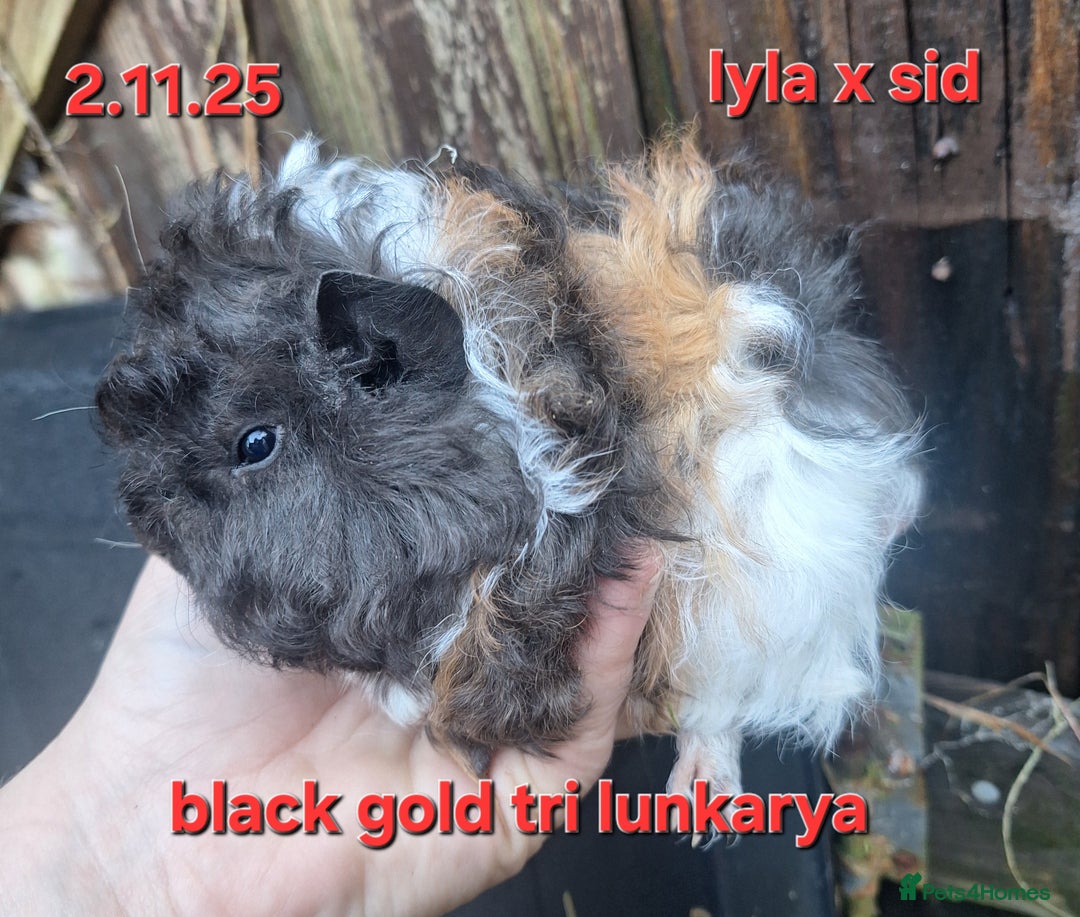 Guinea Pig rodents for sale: Baby female guinea pigs - Advert 2