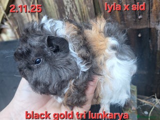 Guinea Pig rodents Baby female guinea pigs - Advert 8