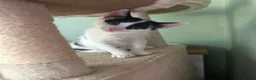 British Shorthair cats for sale: Adorable Kittens Looking for Loving Homes 🐾  - Advert 11