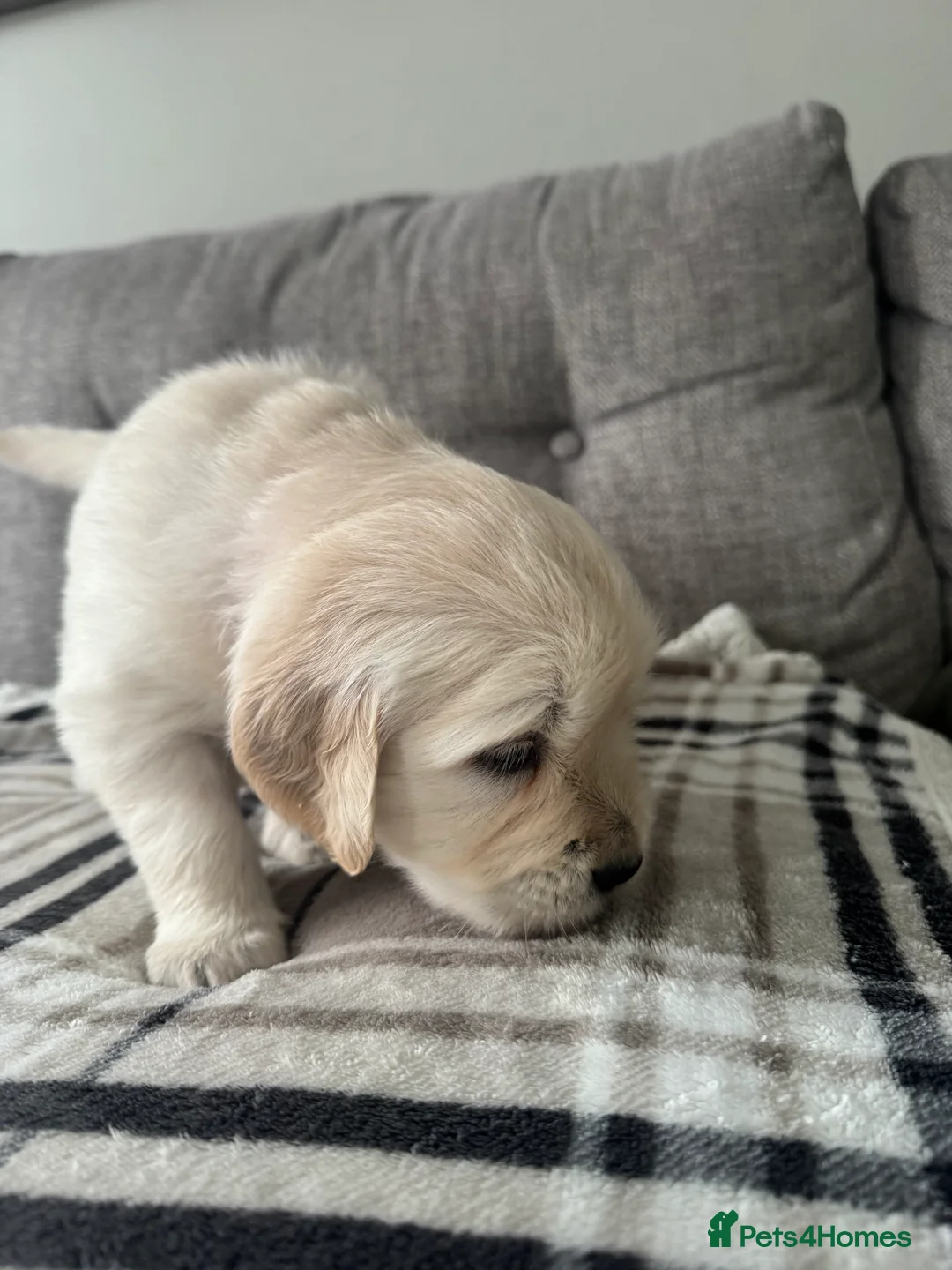 Golden Retriever dogs for sale: Beautiful KC registered Golden Retriever puppies - Advert 15