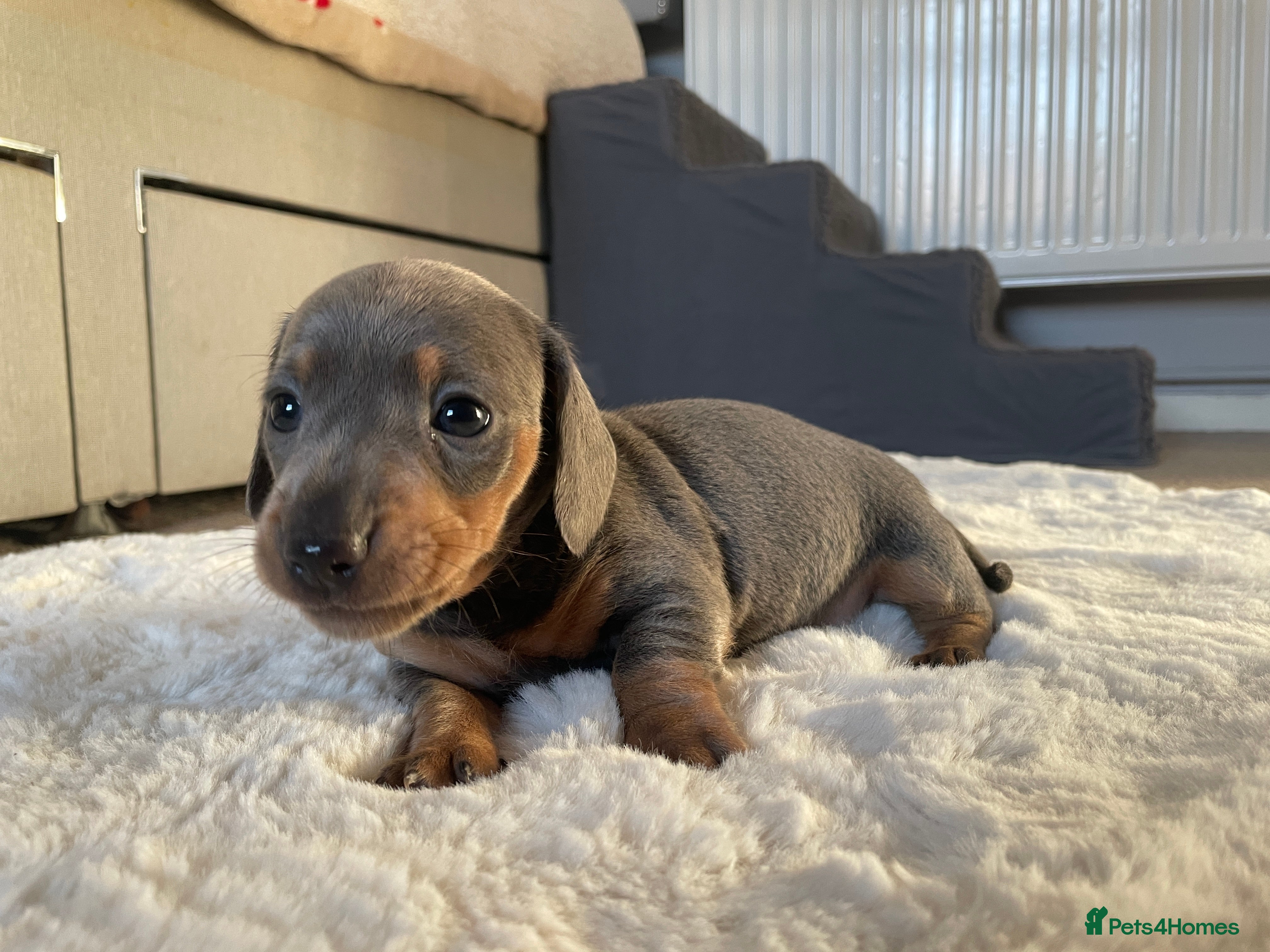 Miniature Dachshund dogs Kc Reg smooth hair miniature dachshund - Advert 3