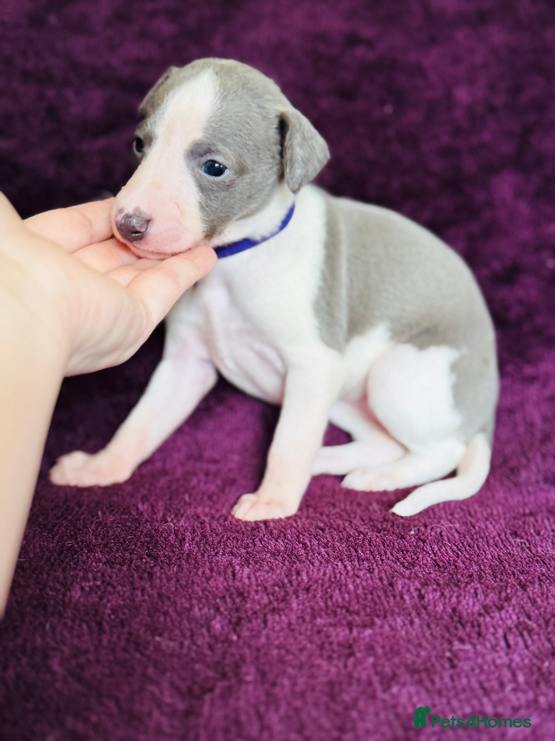 Whippet dogs for sale: All found homes-Beautiful Blue and White Parti BOY - Image 11