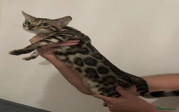 Bengal cats for sale: STUNNING TICA REGISTERED FEMALE PET/BREEDER. X - Image 5