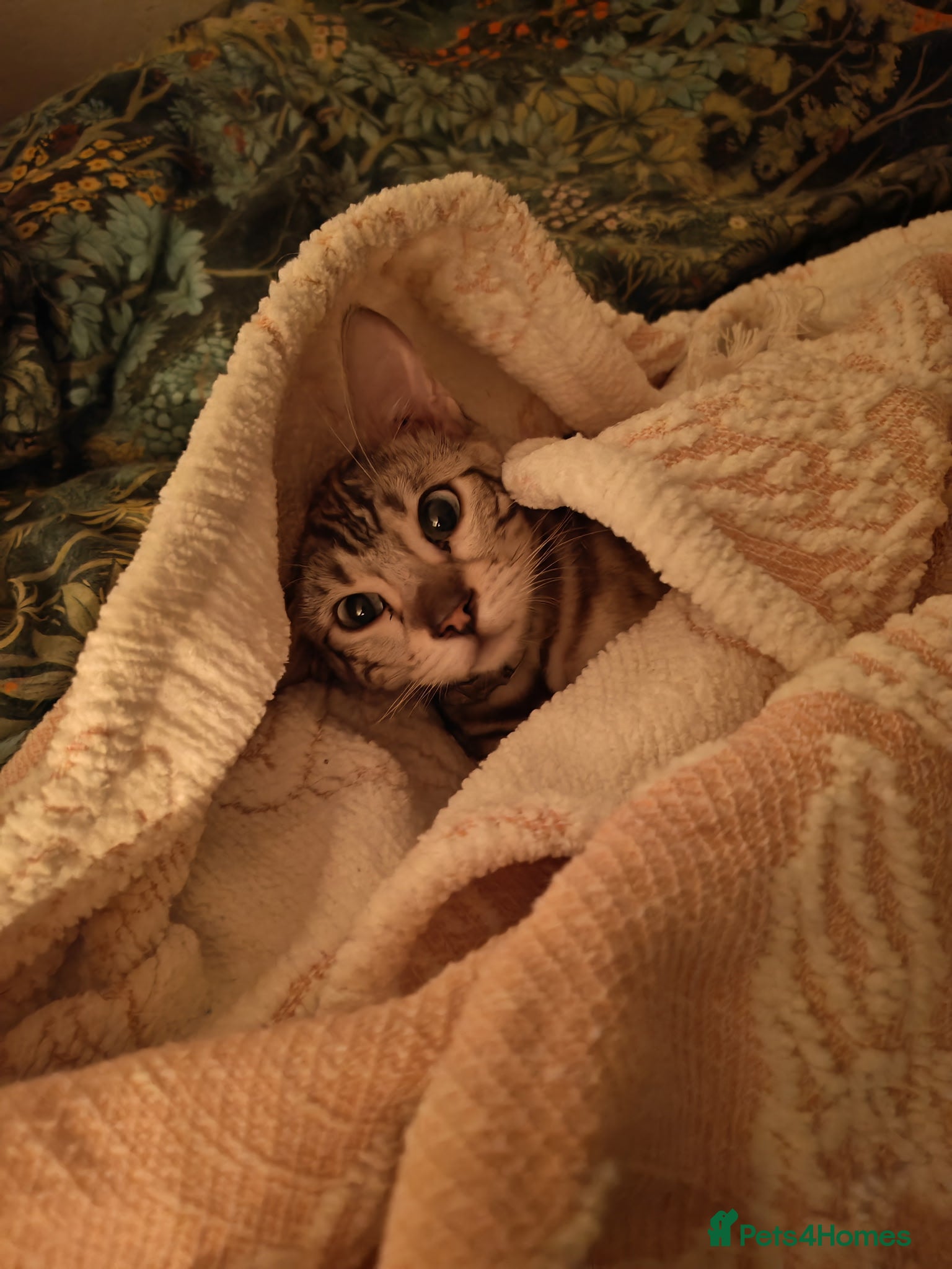 Bengal cats Bengal snow mink - Advert 11