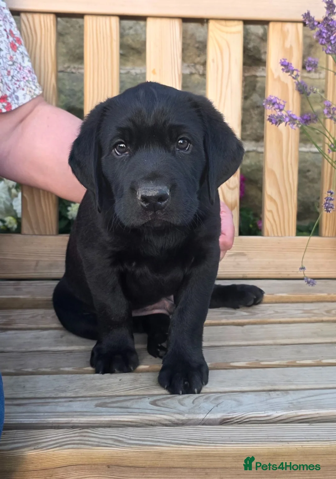 Labrador Retriever dogs for sale: Labrador Puppies – KC Reg & Health Tested Lines - Advert 2