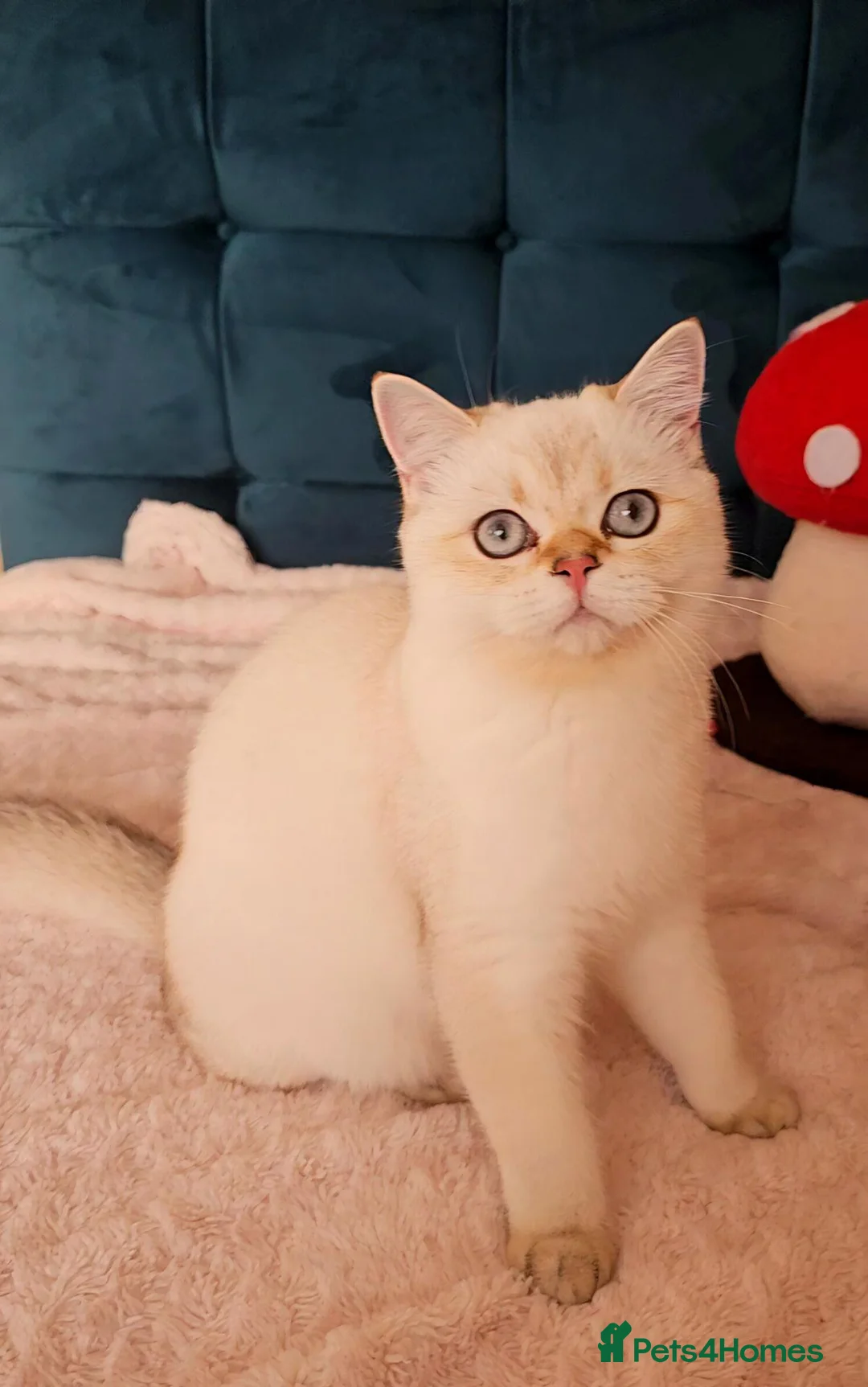 Scottish Fold cats for sale: 😻 2 BOYS LOOKING FOR THEIR FOREVER HOMES 😻 - Advert 15