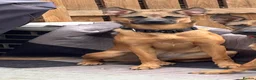 Mixed Breed dogs for sale: Looking for new forever home  - Advert 6