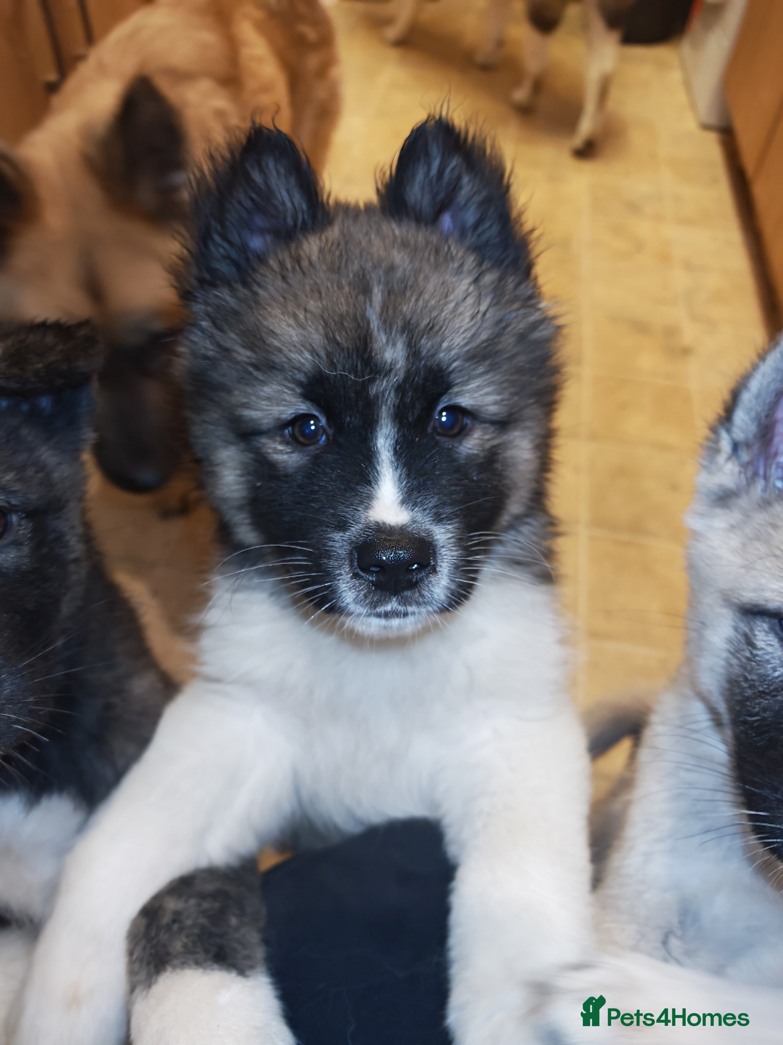 Akita dogs Akita puppys ready now  - Advert 12