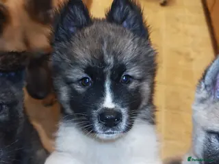 Akita dogs Akita puppys ready now - Advert 12