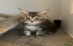 Maine Coon cats for sale: Very large beautiful Main coons - Image 3