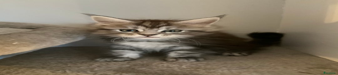 Maine Coon Kitten 2