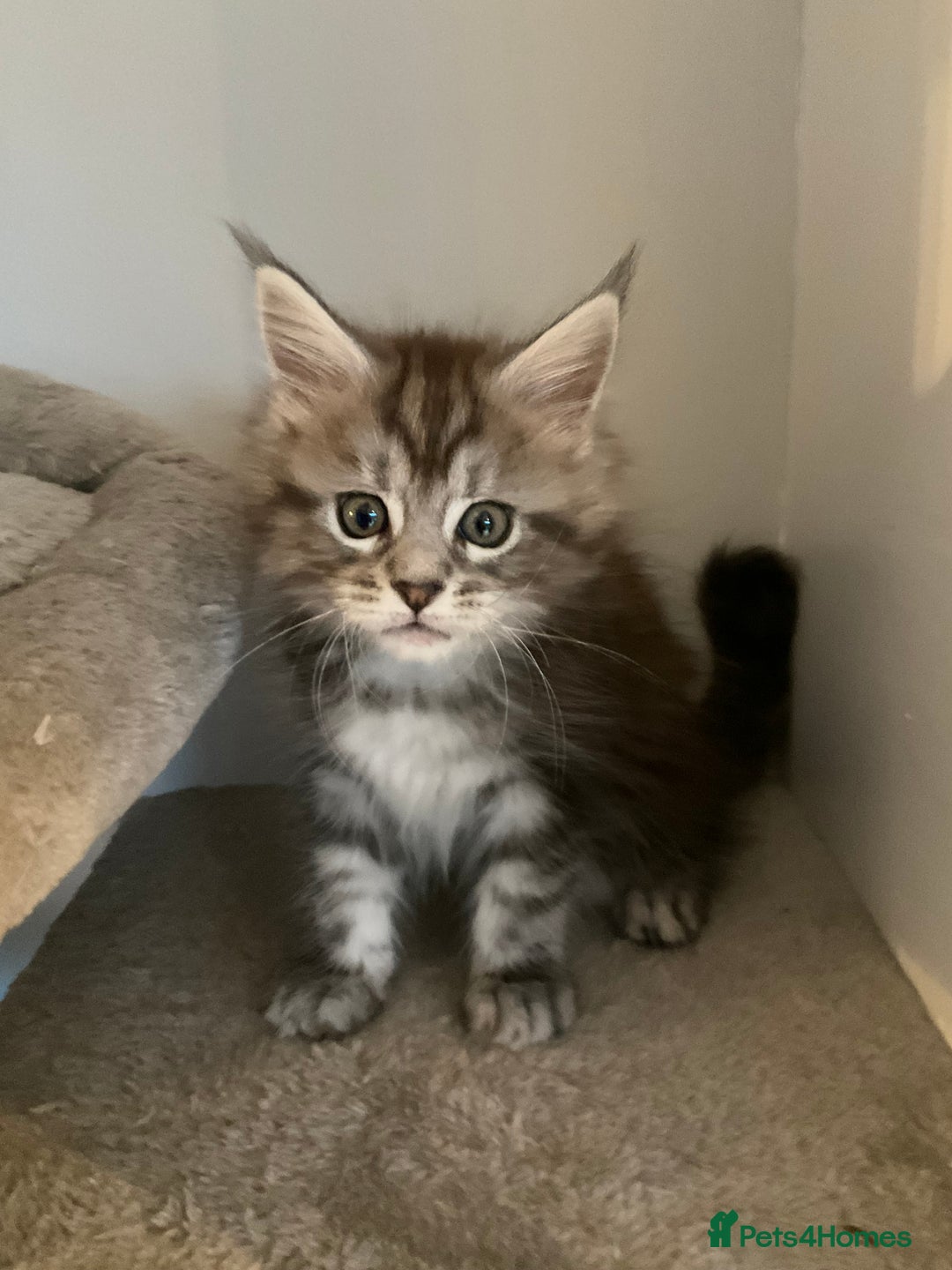 Maine Coon cats for sale: Very large beautiful Main coons - Image 3