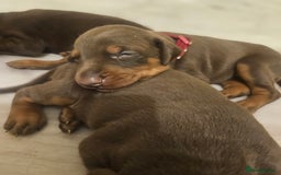 Dobermann dogs for sale: Elite Class World Champion Pedigree Pups KC'D - Image 14