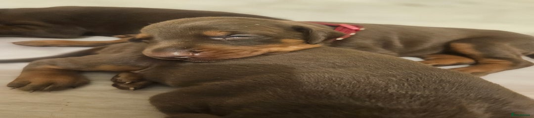 Dobermann Puppy 8