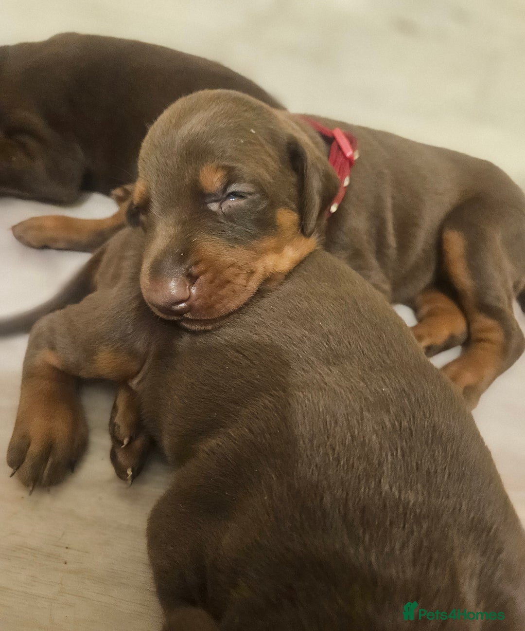 Dobermann dogs for sale: Elite Class World Champion Pedigree Pups KC'D - Image 14