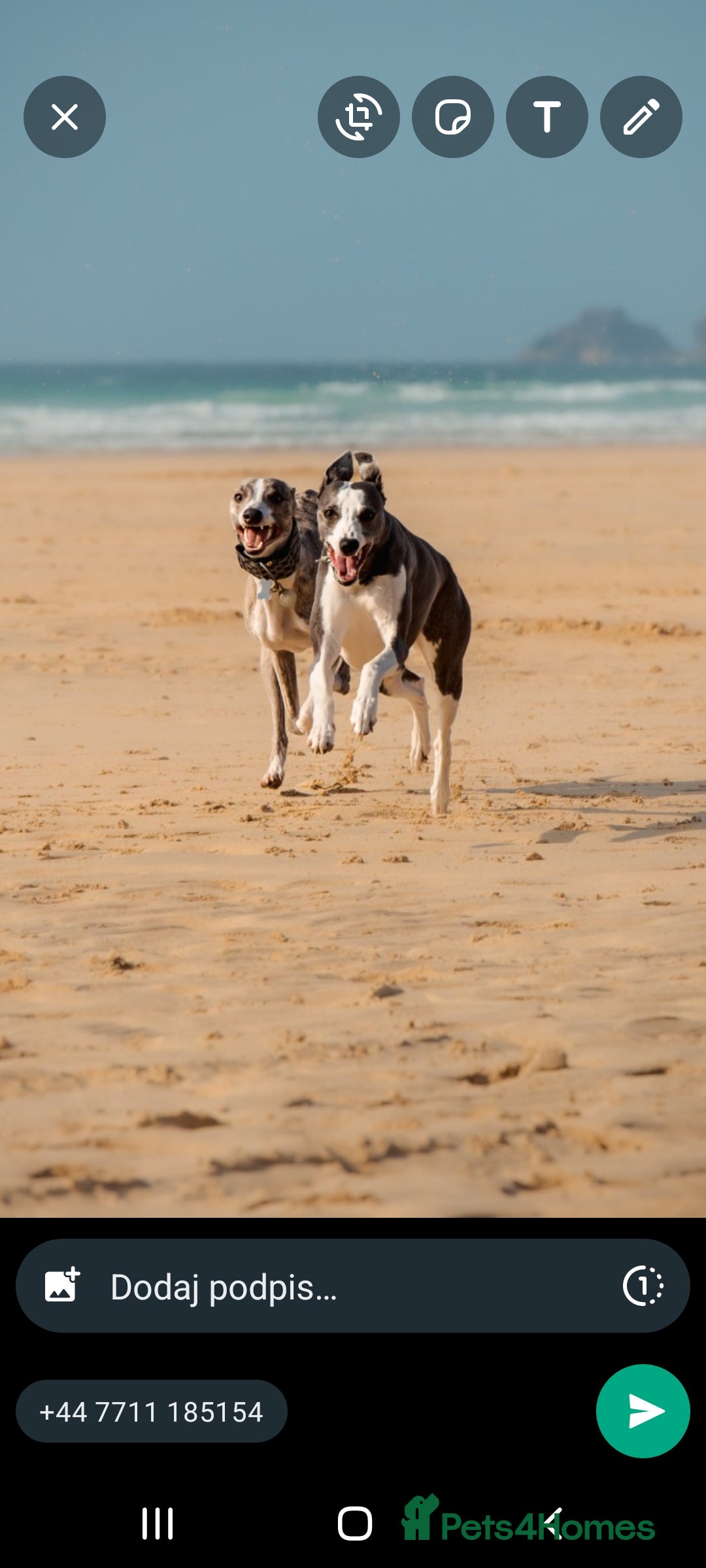 Whippet dogs for stud: KC register stunning boy available for stud in Derby - Image 7