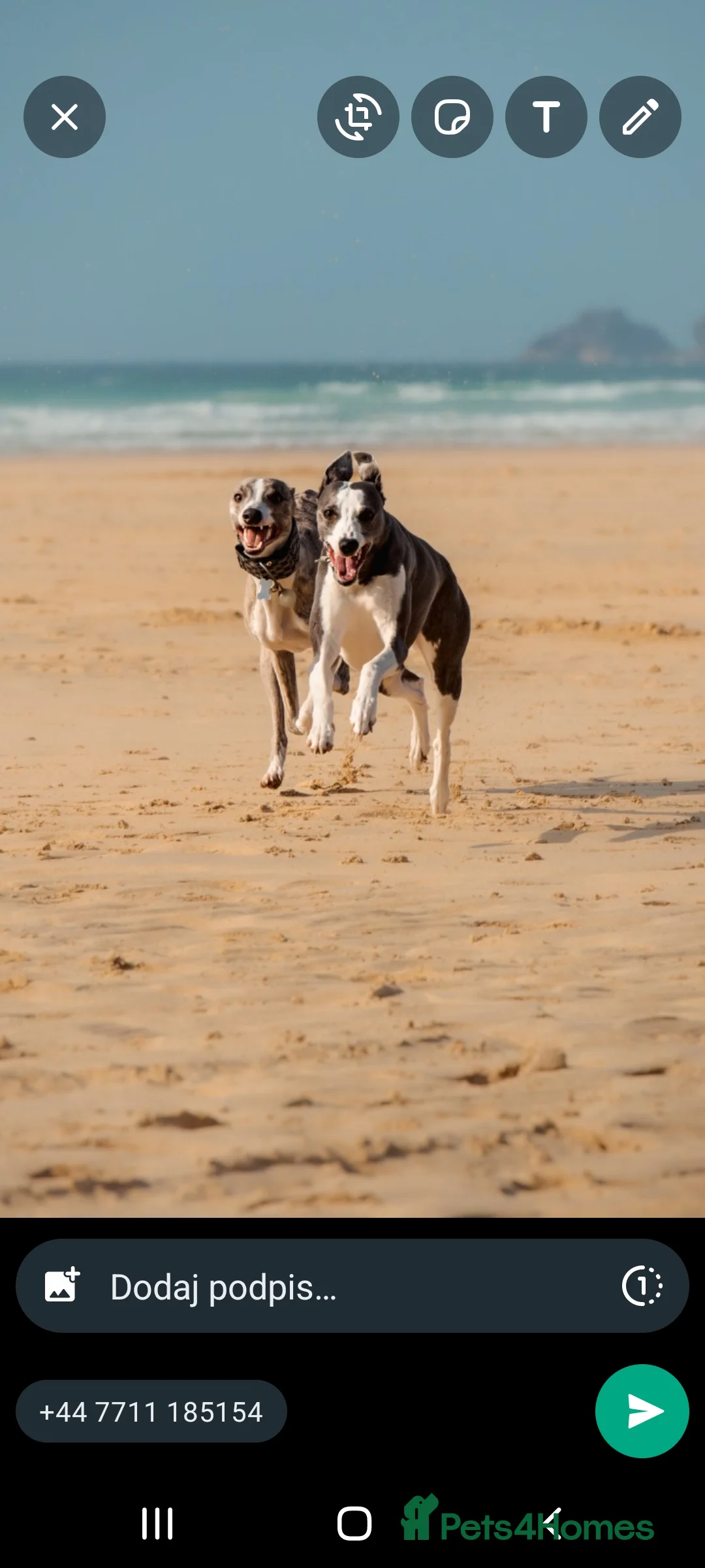 Whippet dogs for stud: KC register stunning boy available for stud in Derby - Advert 7