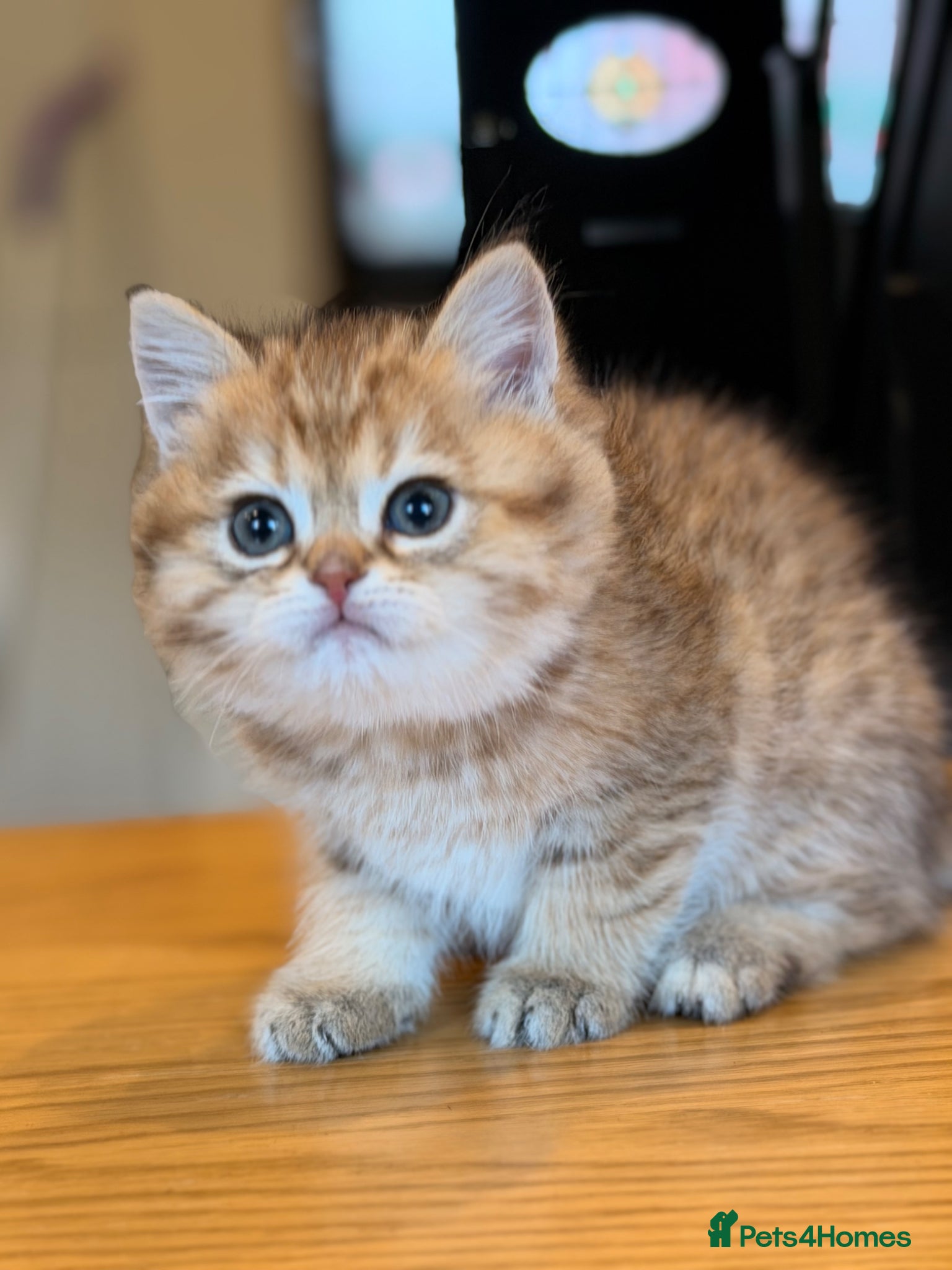 British Shorthair cats British Shorthair Golden Chinchilla Kittens - Advert 14