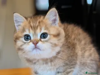 British Shorthair cats British Shorthair Golden Chinchilla Kittens - Advert 17