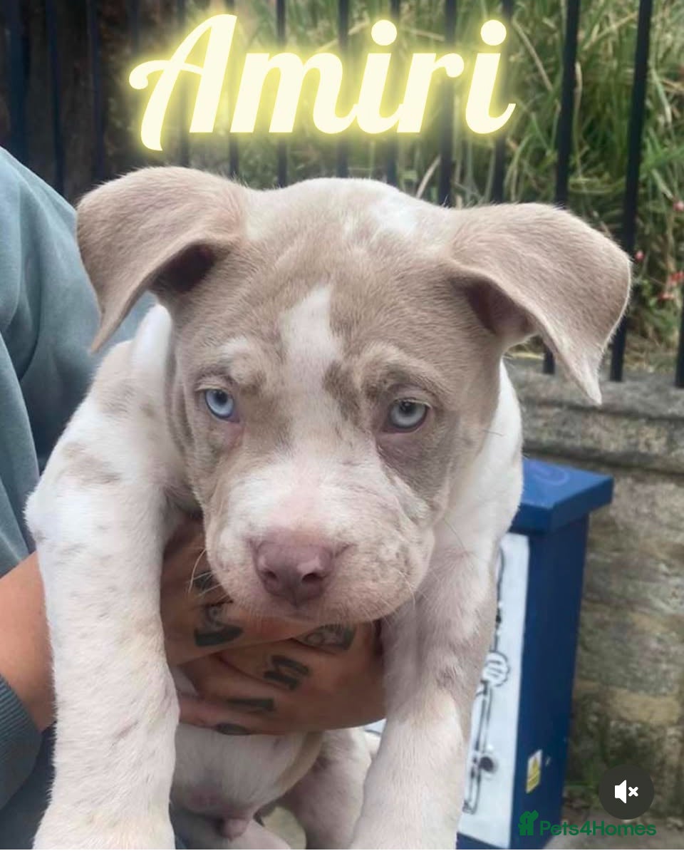 American Bully dogs Beautiful STUD - Advert 1