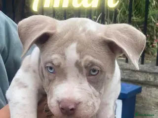 American Bully dogs Beautiful STUD - Advert 9