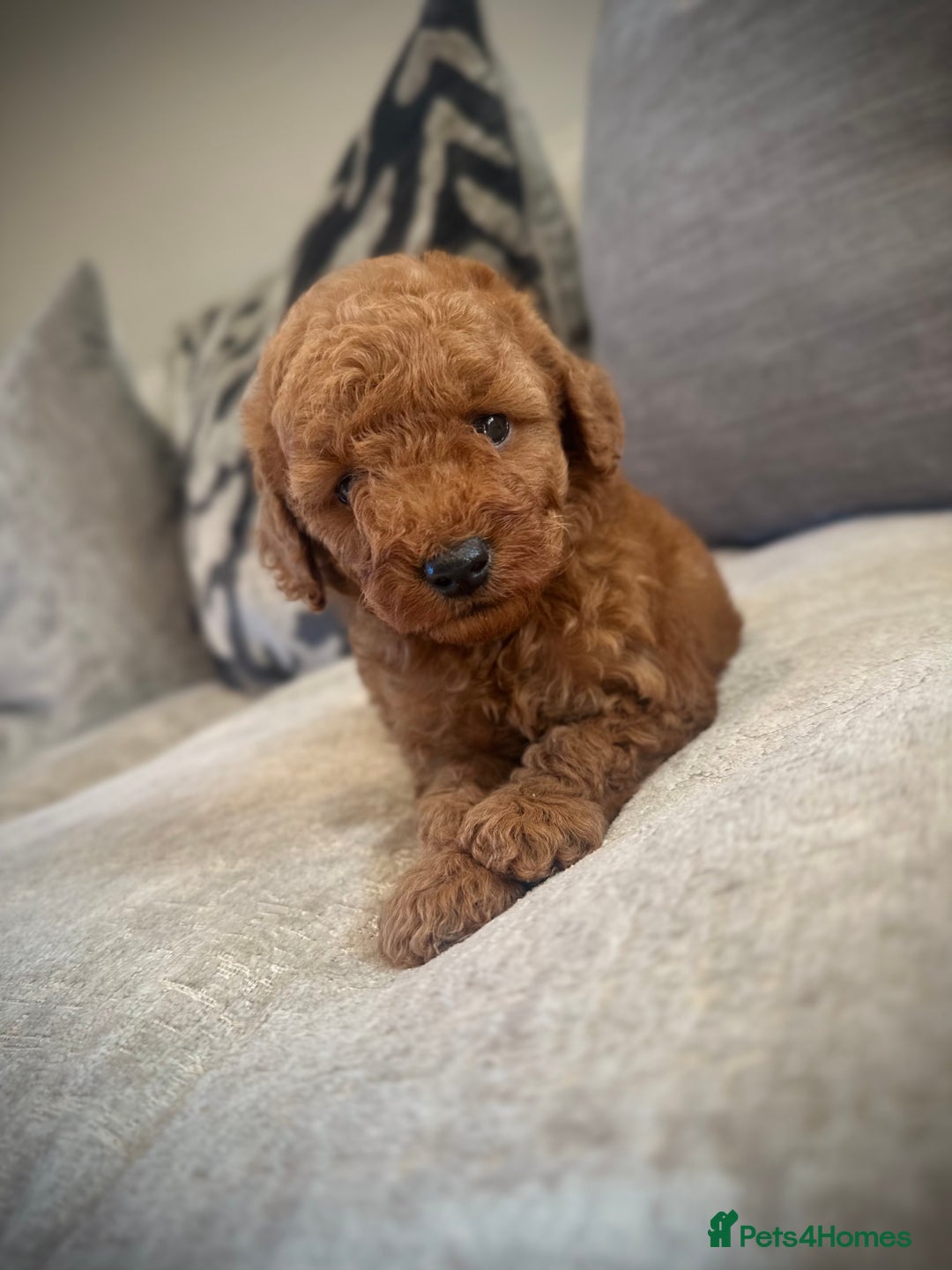 Cockapoo dogs for sale: 🌸Stunning fox red toy cockapoo🌸 - Image 8