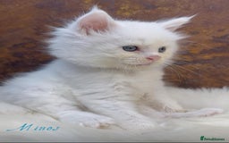 Maine Coon cats for sale: Championship line GCCF Maine Coon kittens  - Image 11
