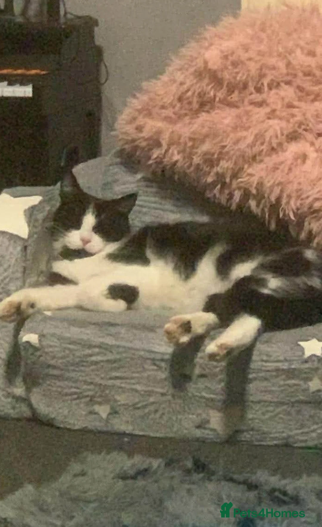 Mixed Breed cats for sale: Female cat  - Advert 1