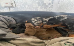 Dachshund dogs for sale: 5 lovely pups for sale  - Image 6