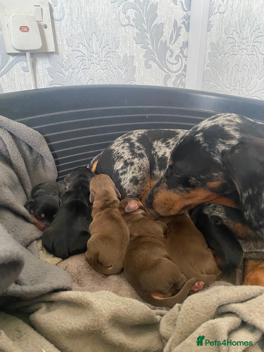 Dachshund dogs for sale: 5 lovely pups for sale  - Image 6