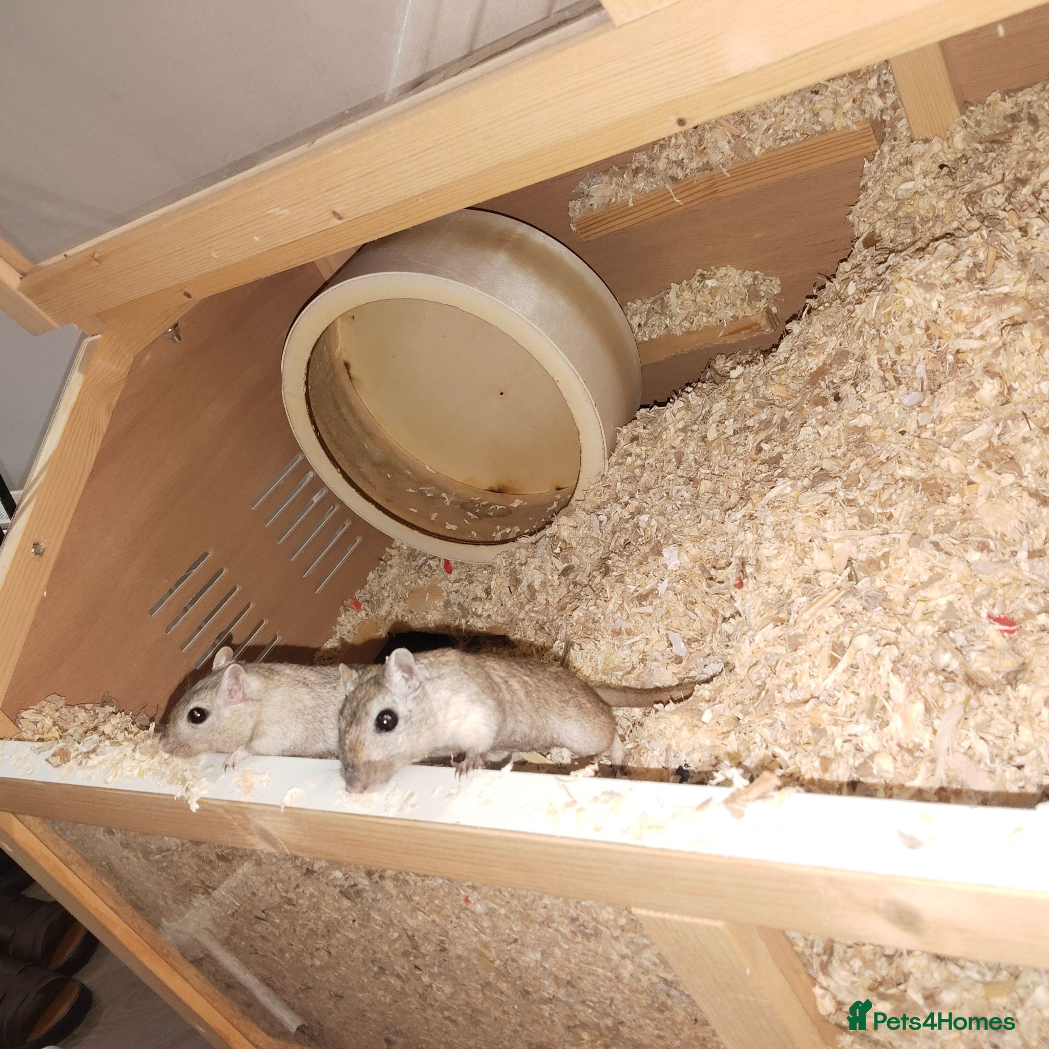 Gerbil rodents 2 female gerbils for sale - Advert 2