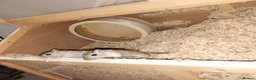 Gerbil rodents for sale: 2 female gerbils for sale in Dagenham - Advert 1