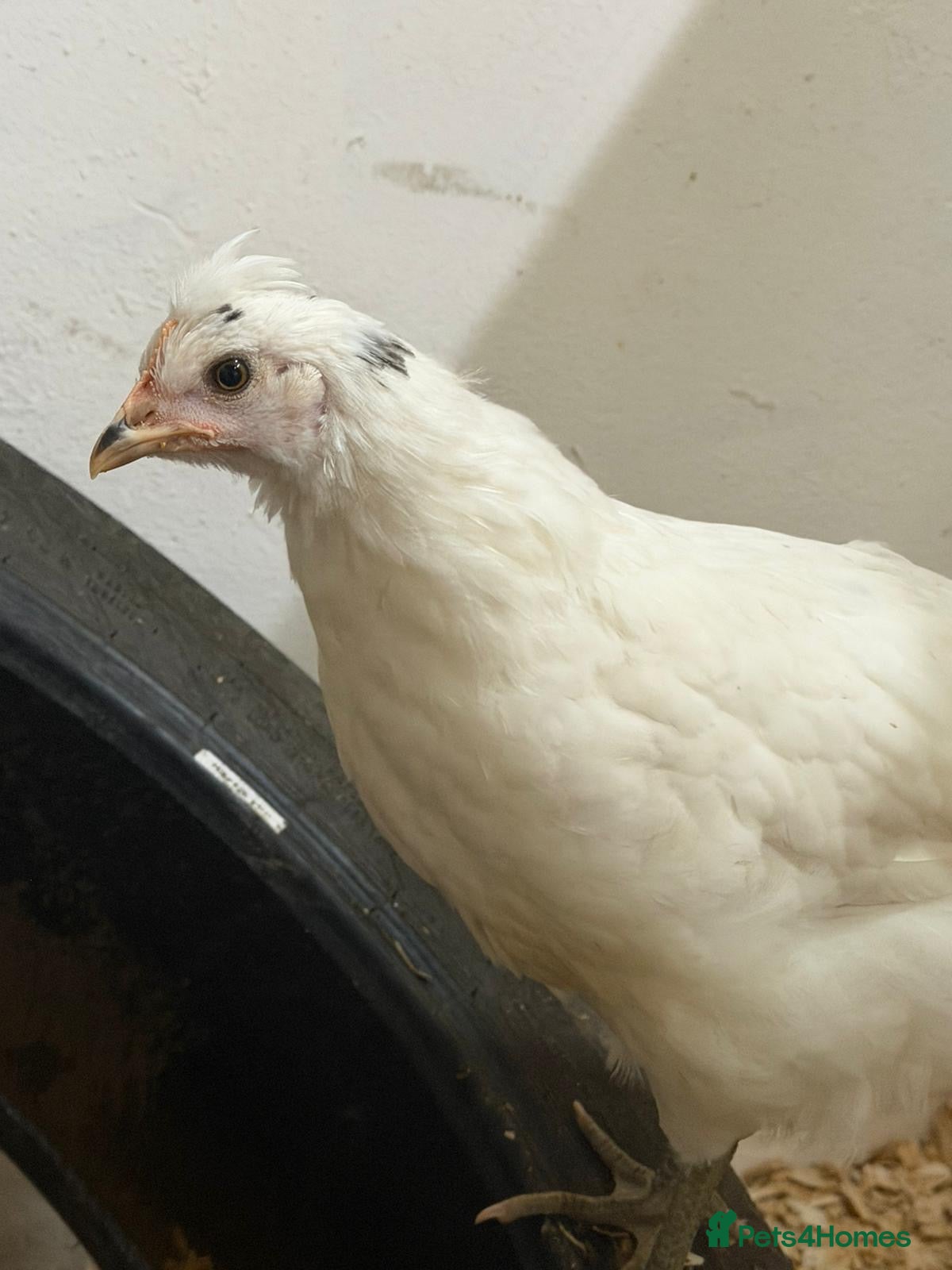 Chickens poultry Young chickens available  - Advert 2