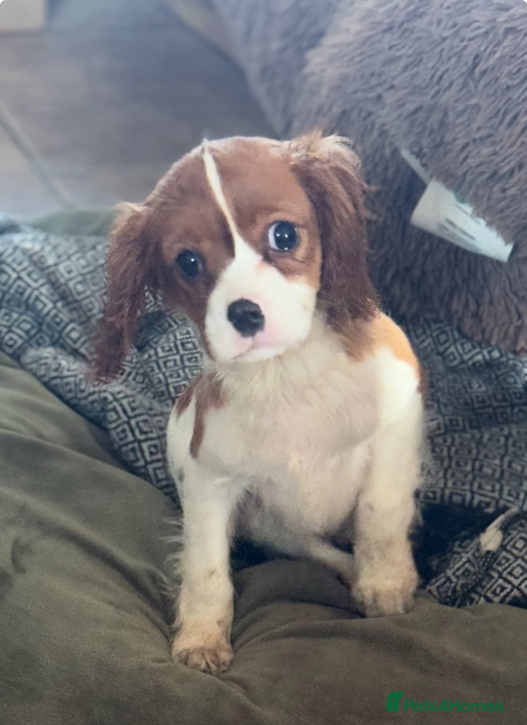 Cavalier King Charles Spaniel dogs for sale: Pippin - Health-checked Blenheim Boy - Advert 3