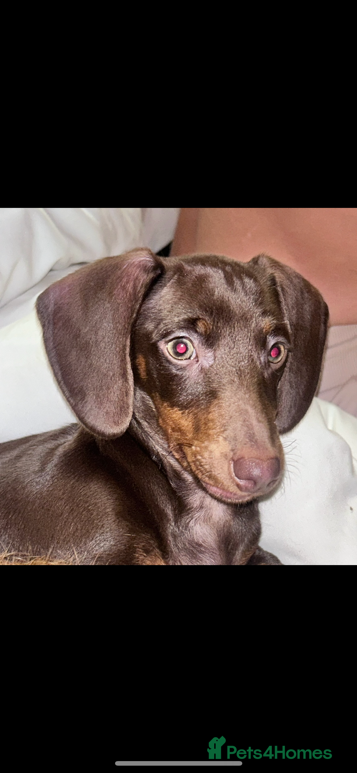 Miniature Dachshund dogs Mini Daschund  - Advert 6