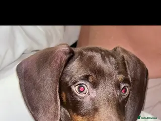 Miniature Dachshund dogs Mini Daschund - Advert 6