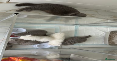British Longhair cats - Advert 11