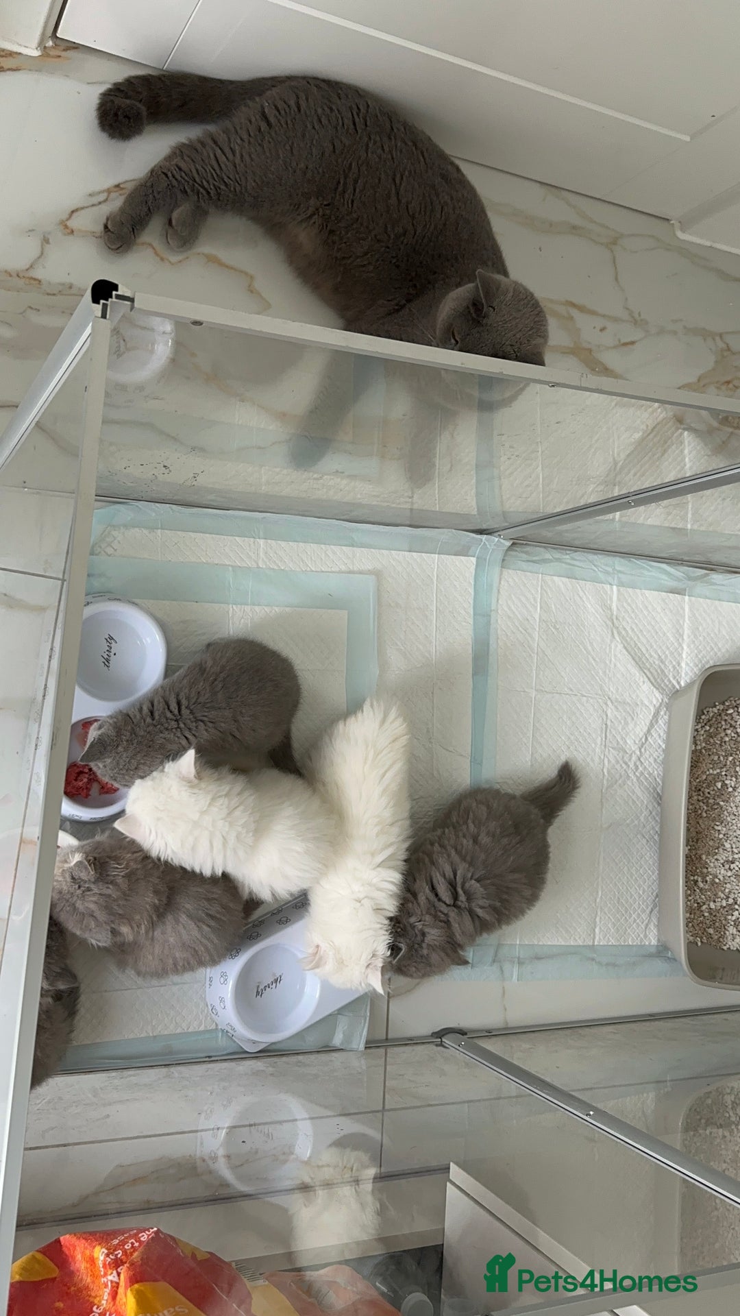 British Longhair cats for sale: British Longhair GCCF Registered  - Image 8