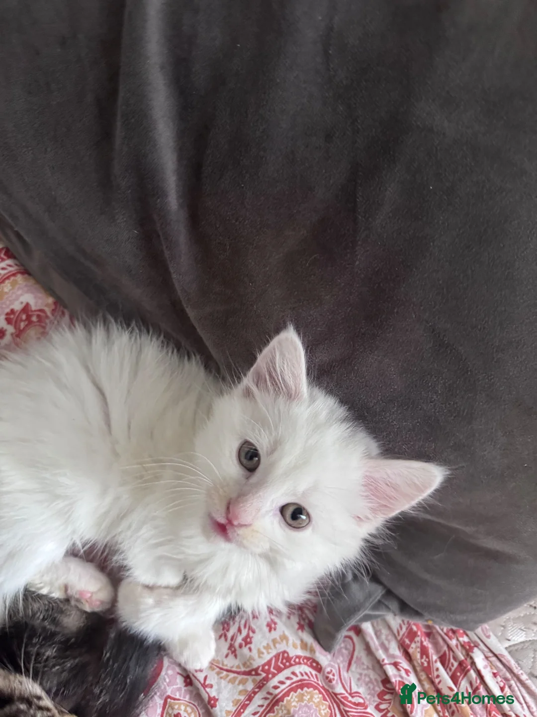 Siberian cats for sale: Siberian forest kittens 9 weeks old - Advert 7