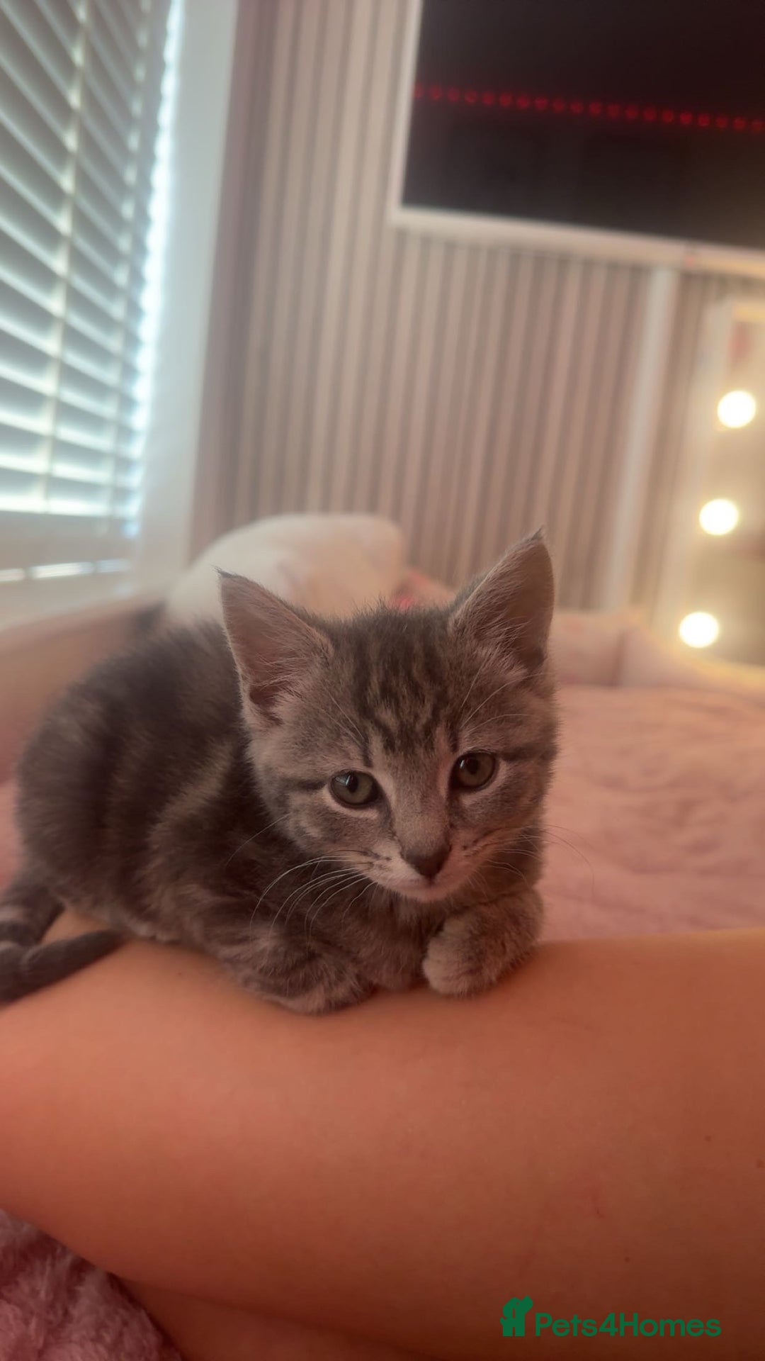 Bengal cats for sale: REDUCED 12week old bengal for sale ASAP - Image 1