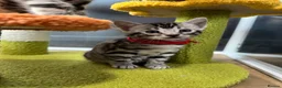 Bengal cats for sale: Stunning silver bengals. TICA reg & health tested - Advert 3