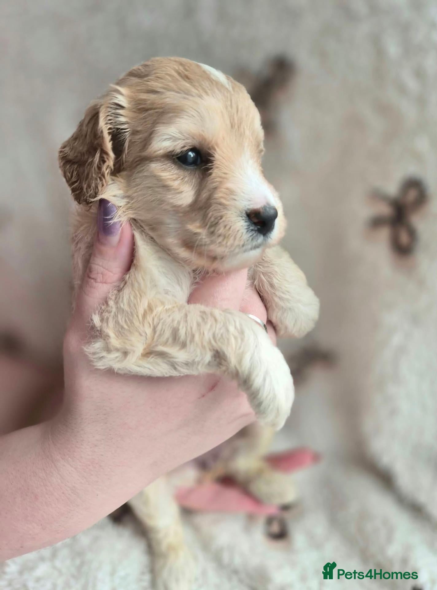 Cockapoo dogs ✨️ F1 COCKAPOO PUPPIES ✨️ - Advert 1