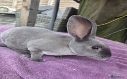 Rex rabbits for sale: 🐰🩵Stunning mini rex baby boy  - Image 2