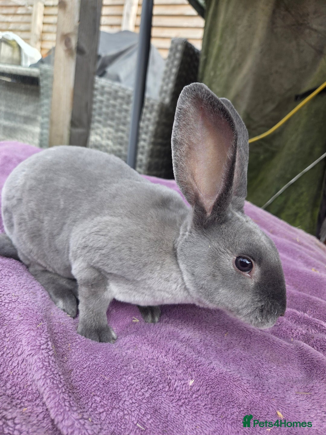 Rex rabbits for sale: 🐰🩵Stunning mini rex baby boy  - Image 2