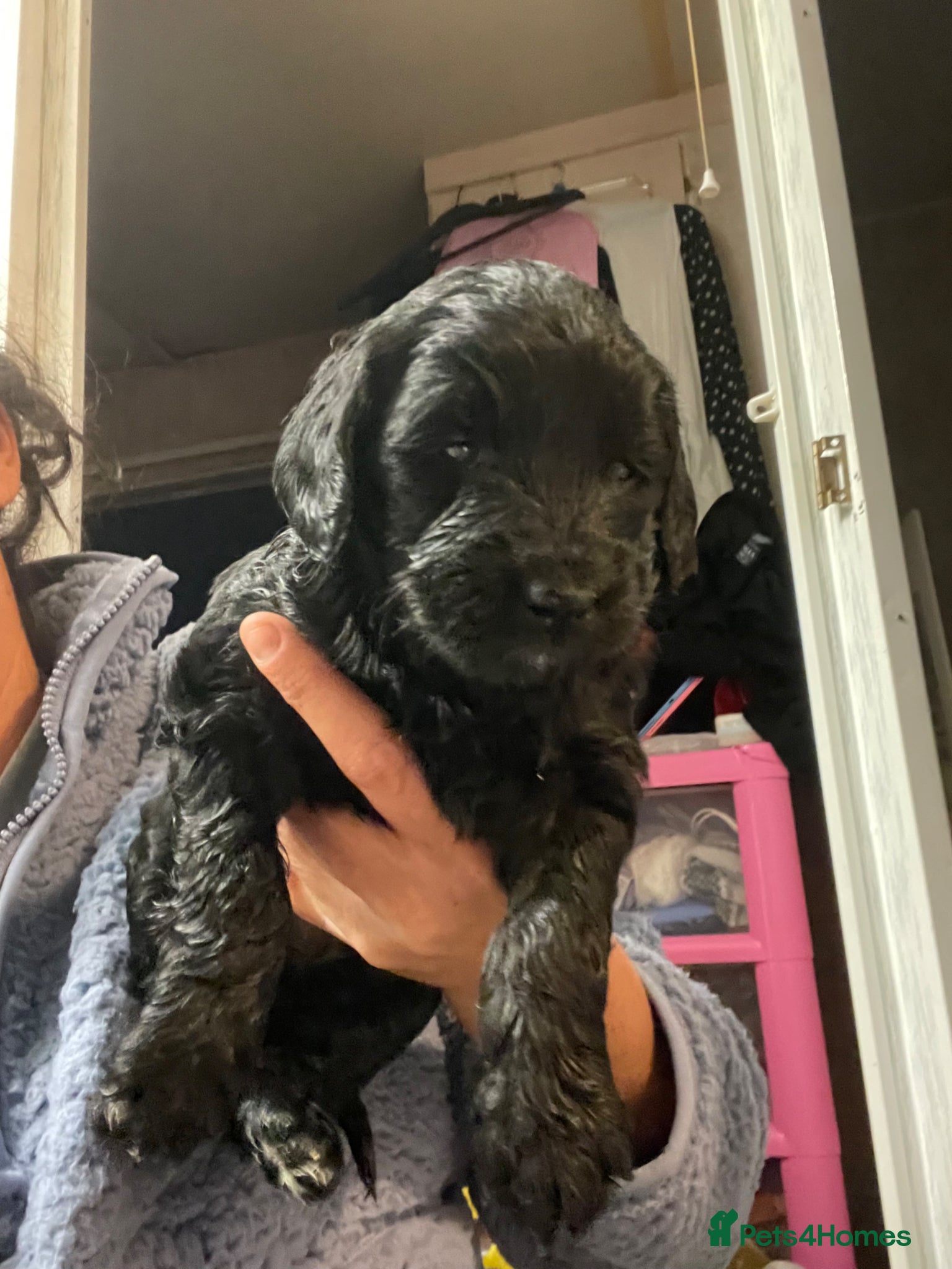 Mini Goldendoodle dogs Mini goldendoodles 2 fur babies remaining  - Advert 16