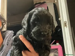 Mini Goldendoodle dogs Mini goldendoodles 2 fur babies remaining - Advert 17